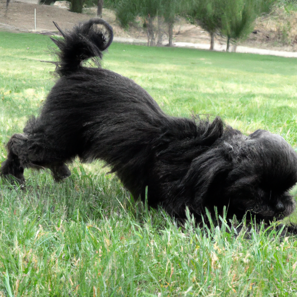 What type of exercise is best for an Affenpinscher?